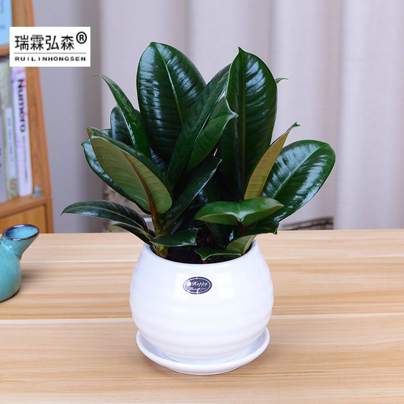 鲜花绿植