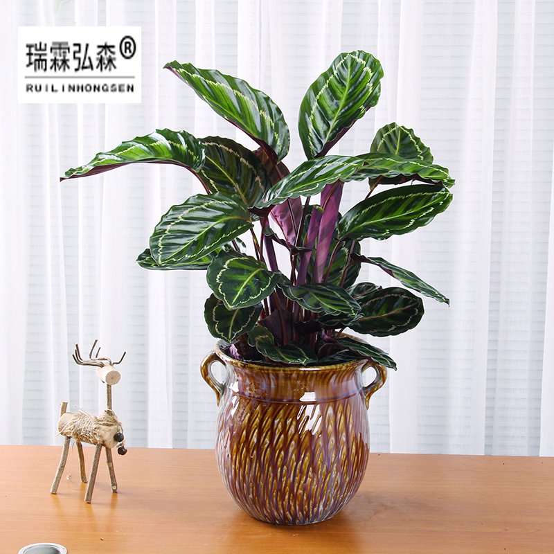 鲜花绿植