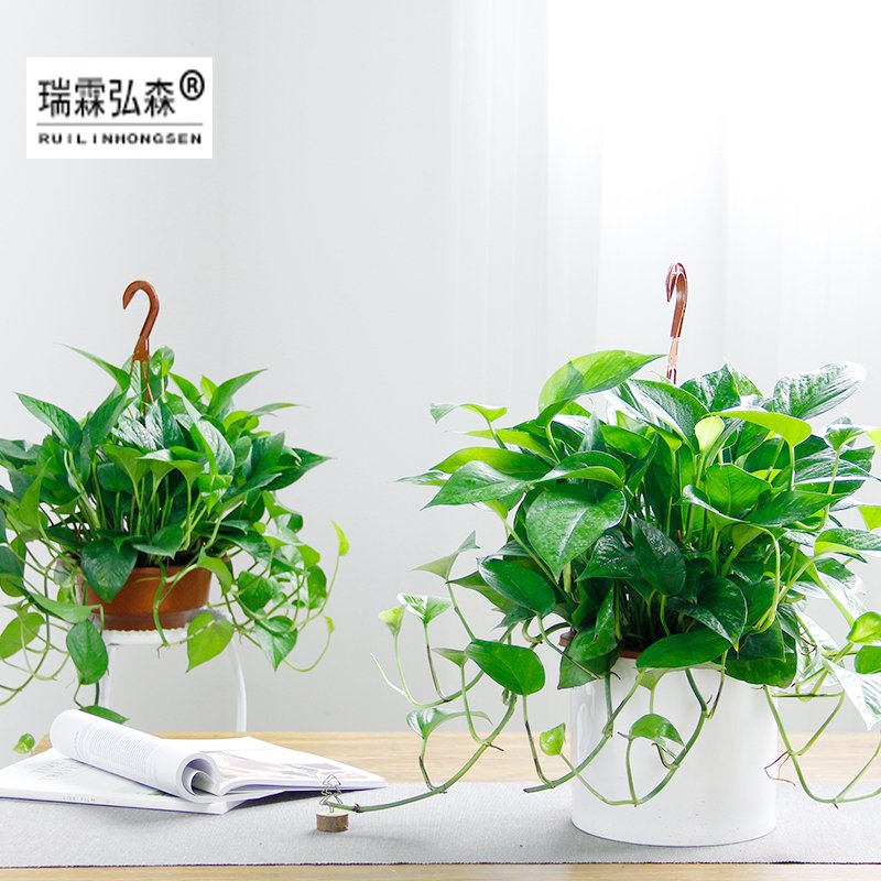 鲜花绿植