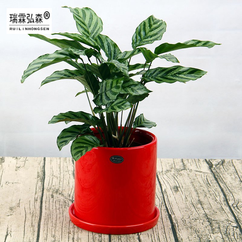 鲜花绿植