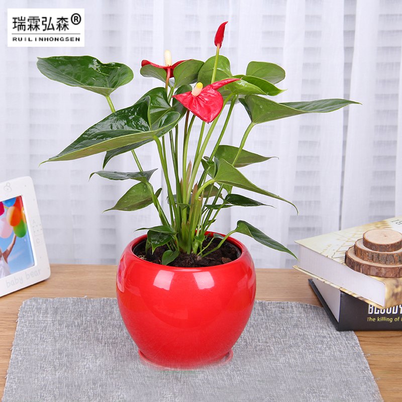 鲜花绿植