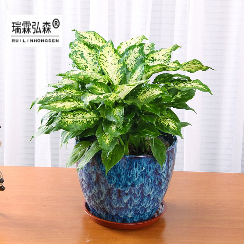 鲜花绿植