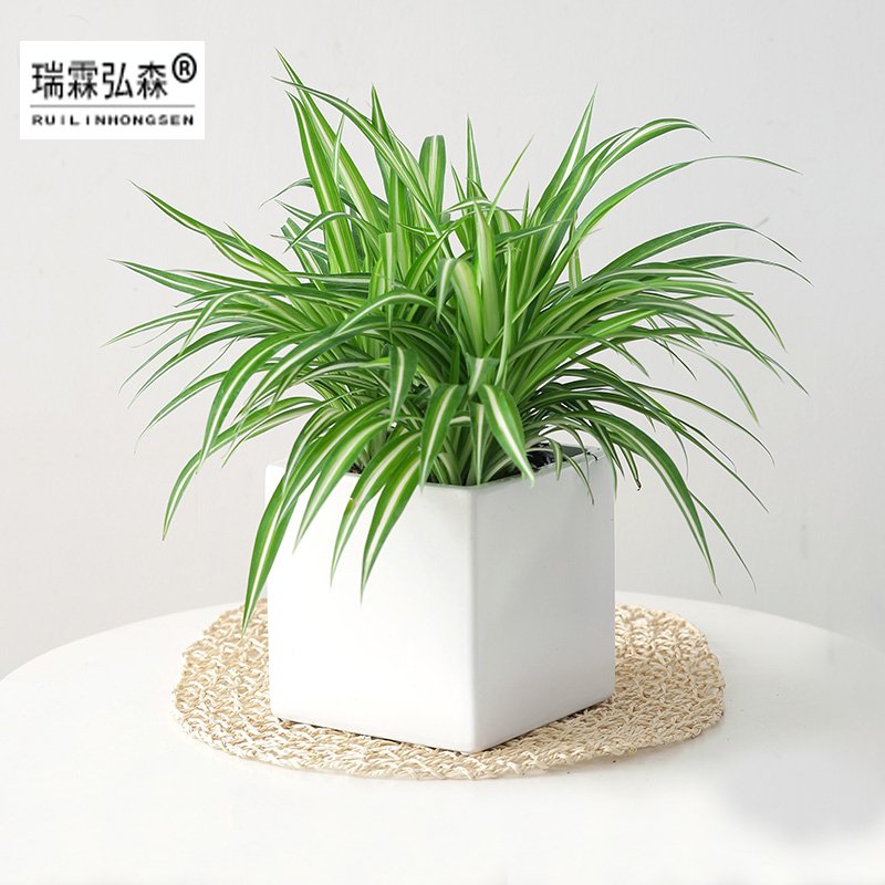 鲜花绿植