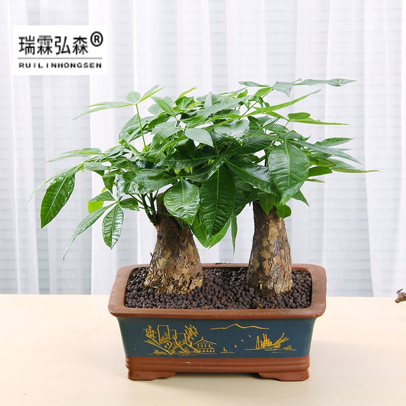 鲜花绿植