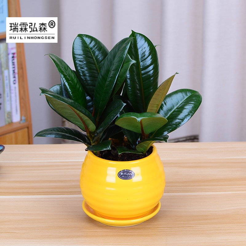 鲜花绿植