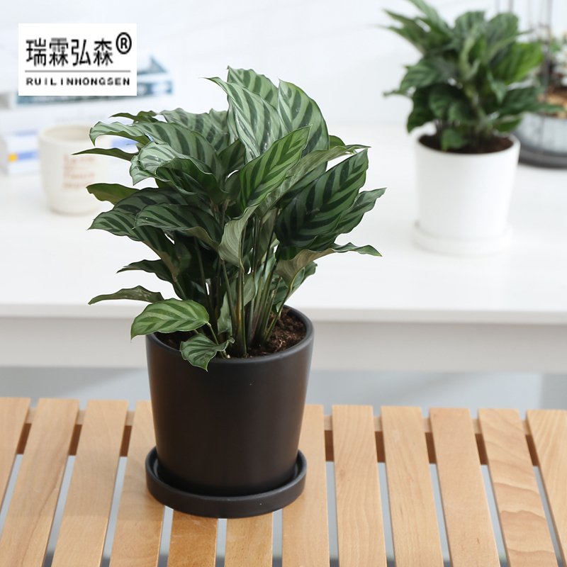 鲜花绿植