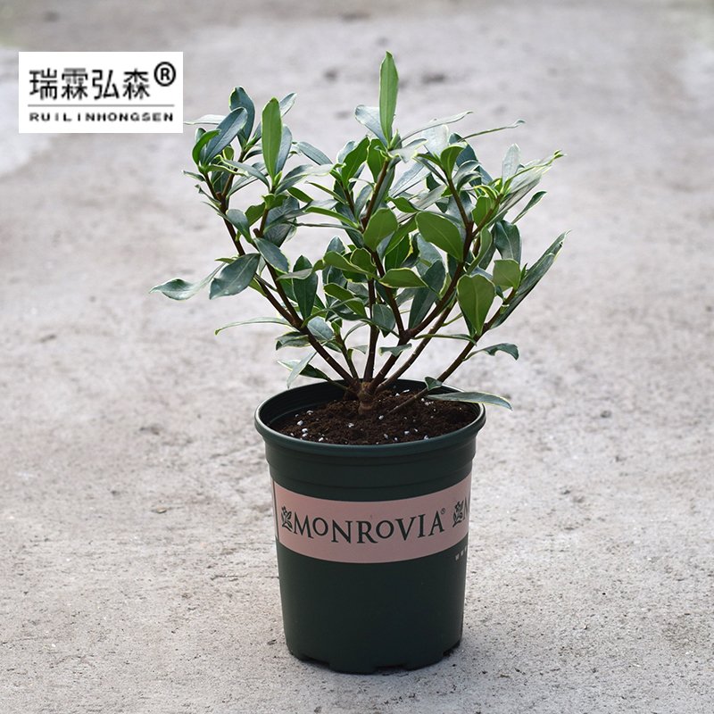 鲜花绿植