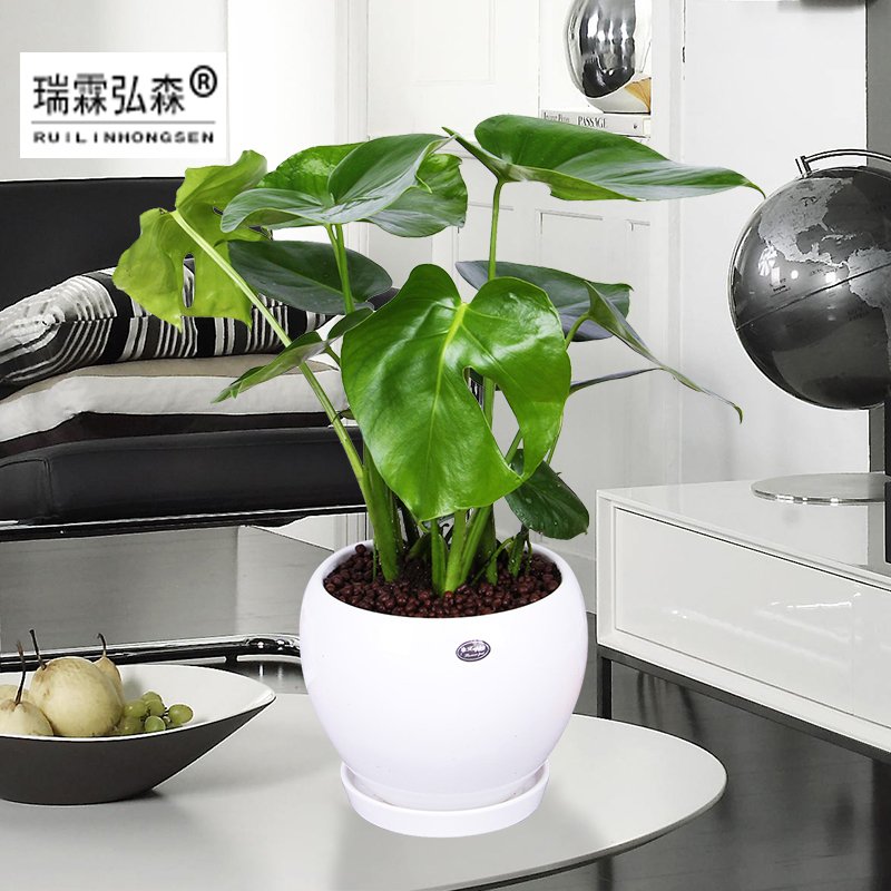 鲜花绿植