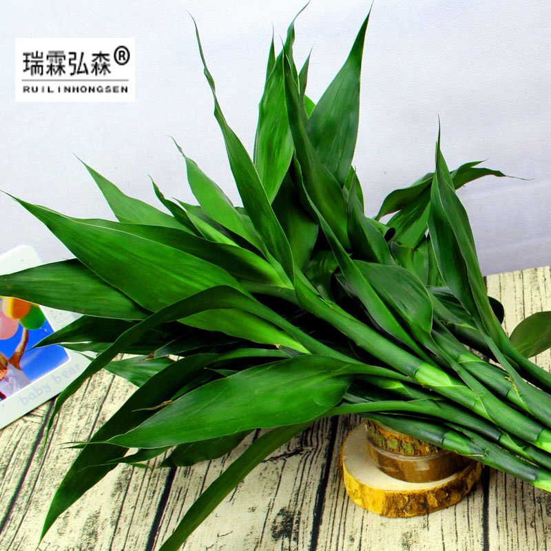 鲜花绿植