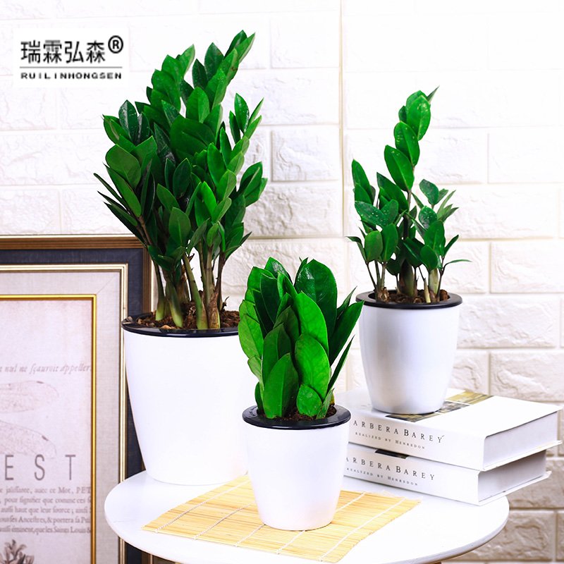 鲜花绿植