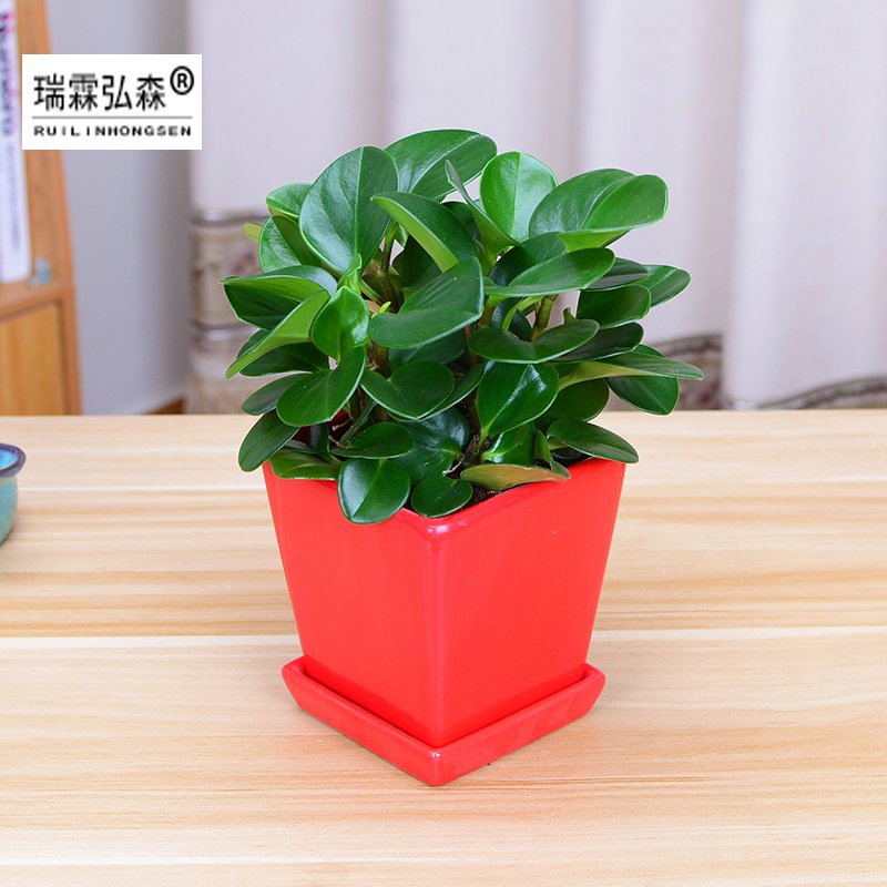 鲜花绿植