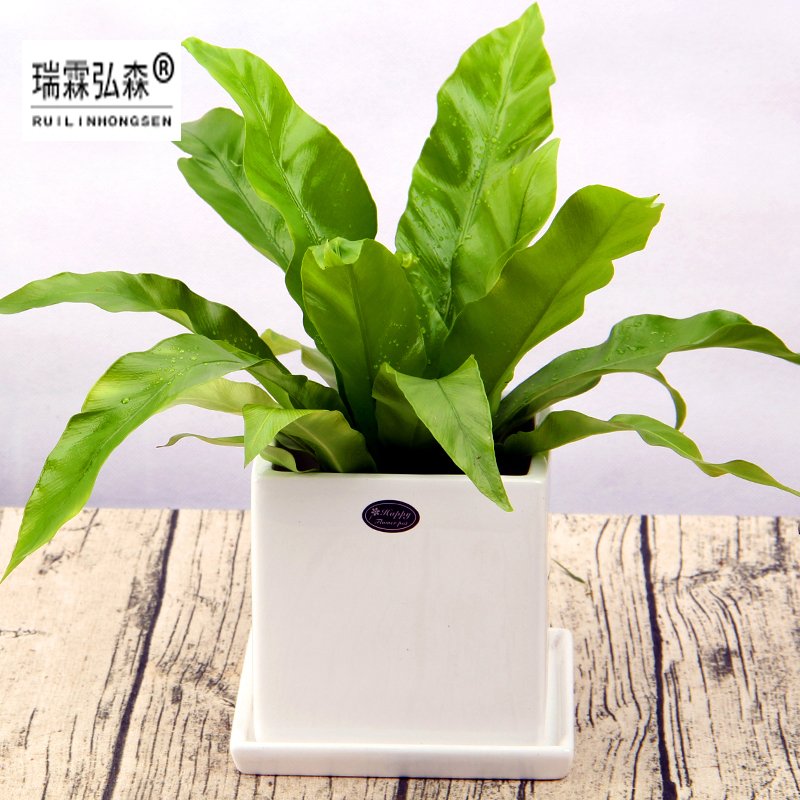 鲜花绿植