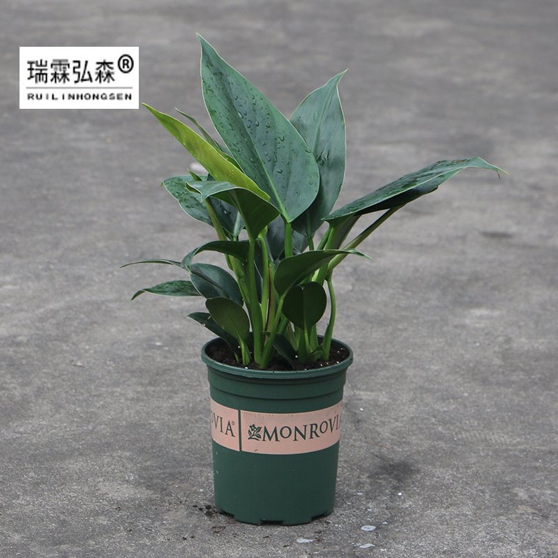 鲜花绿植