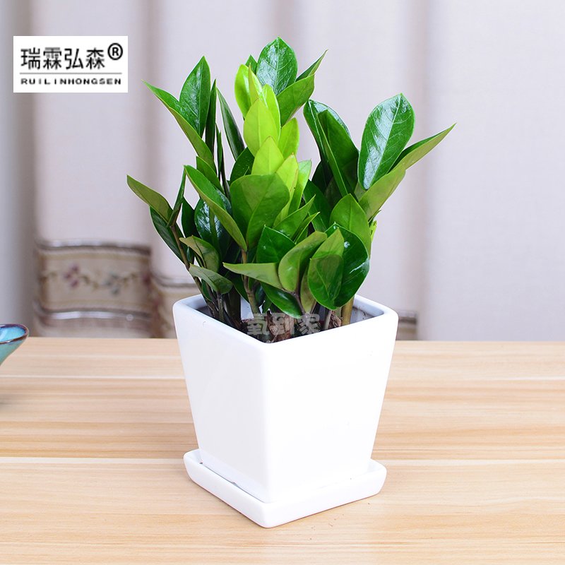 鲜花绿植