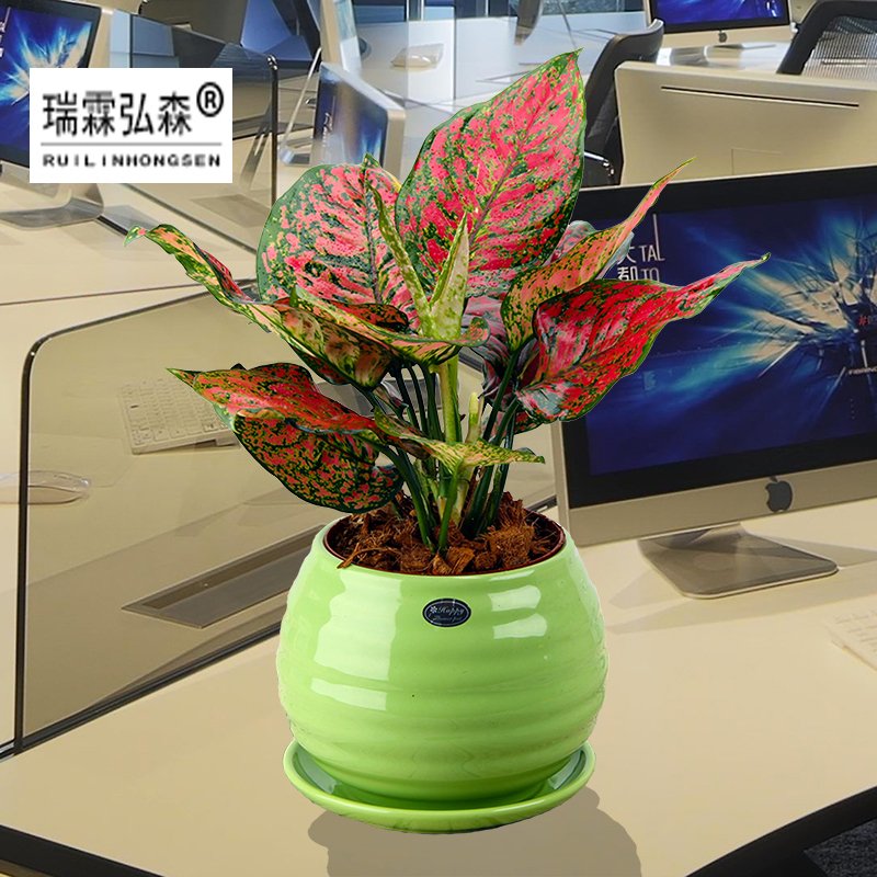 鲜花绿植