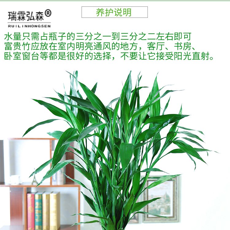 鲜花绿植