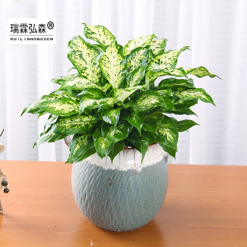 鲜花绿植