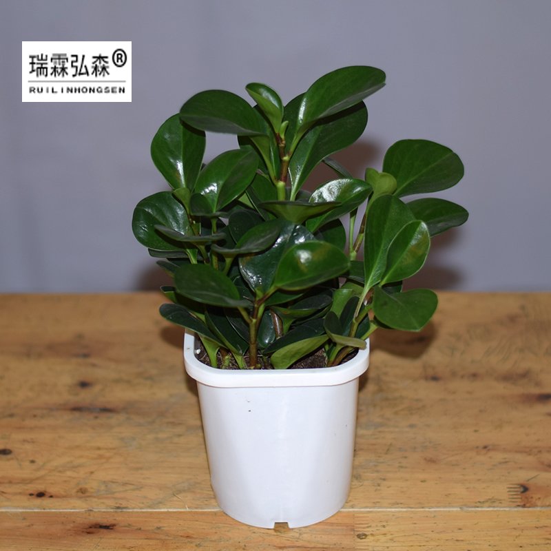 鲜花绿植
