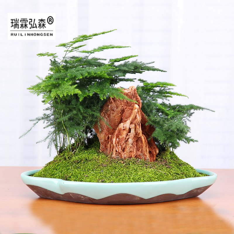 鲜花绿植