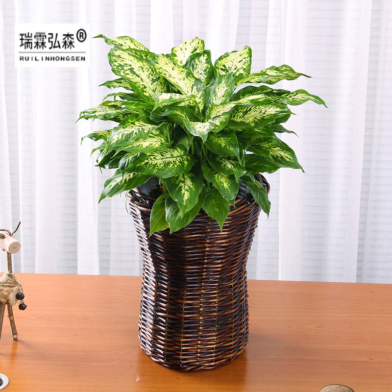 鲜花绿植