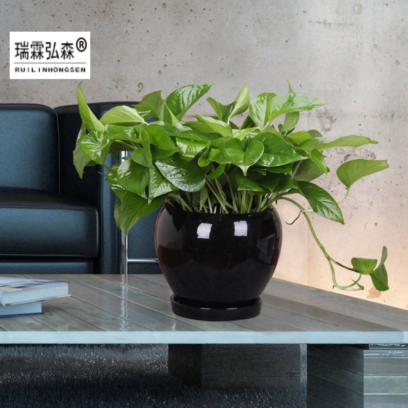鲜花绿植