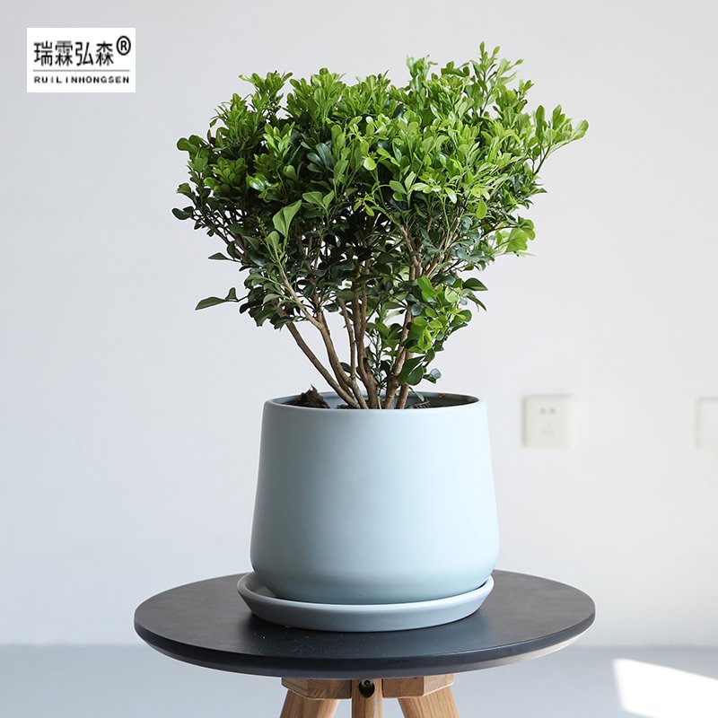 鲜花绿植
