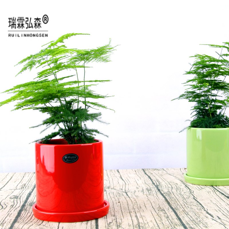 鲜花绿植