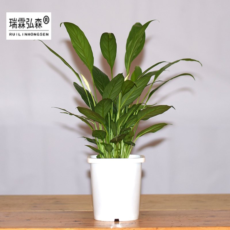鲜花绿植