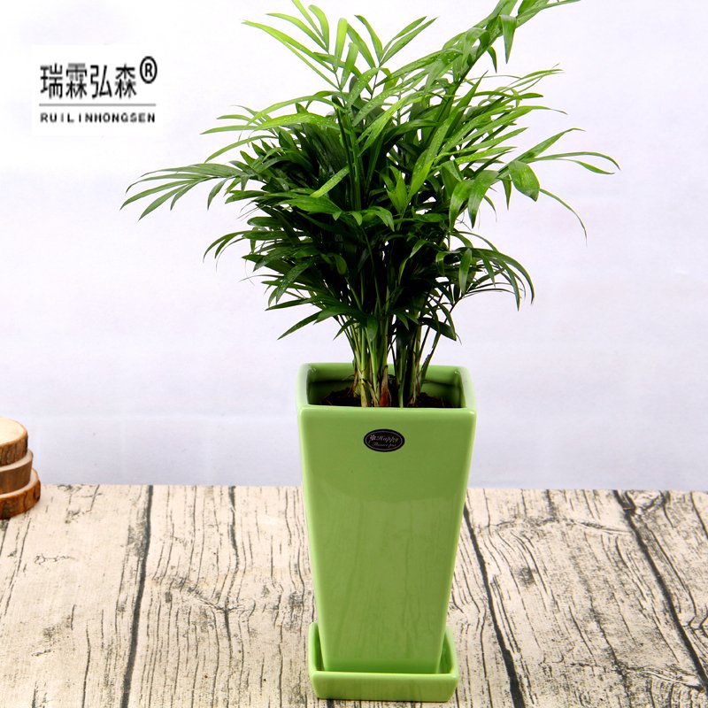 鲜花绿植