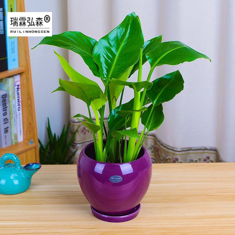 鲜花绿植