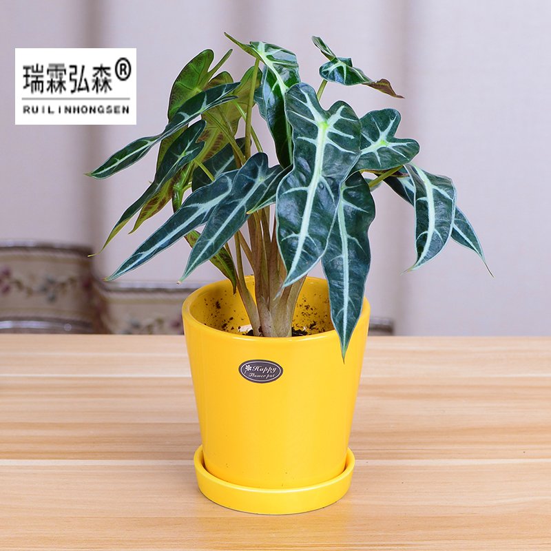 鲜花绿植