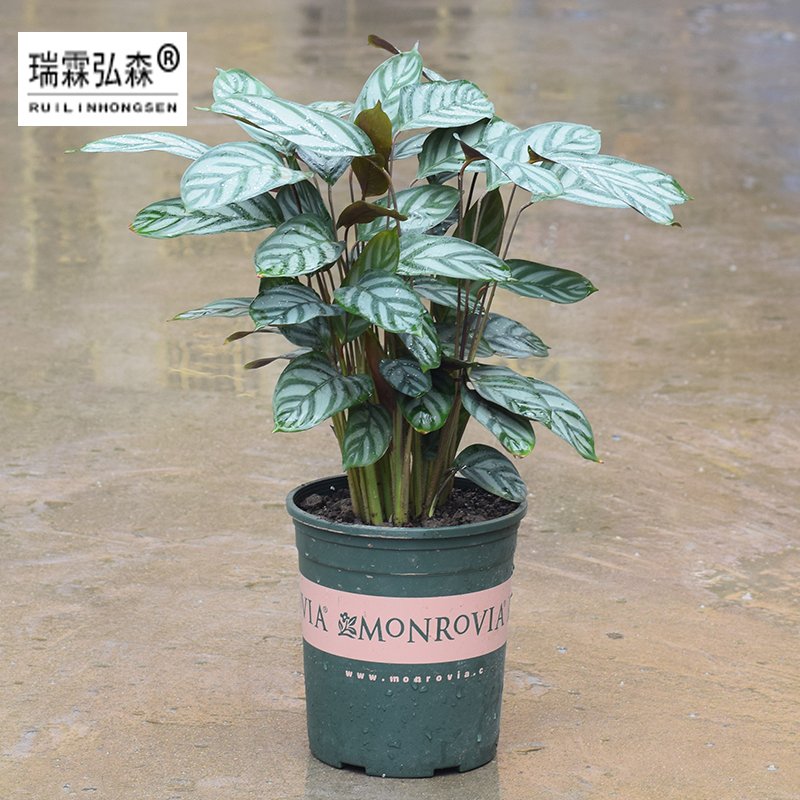 鲜花绿植