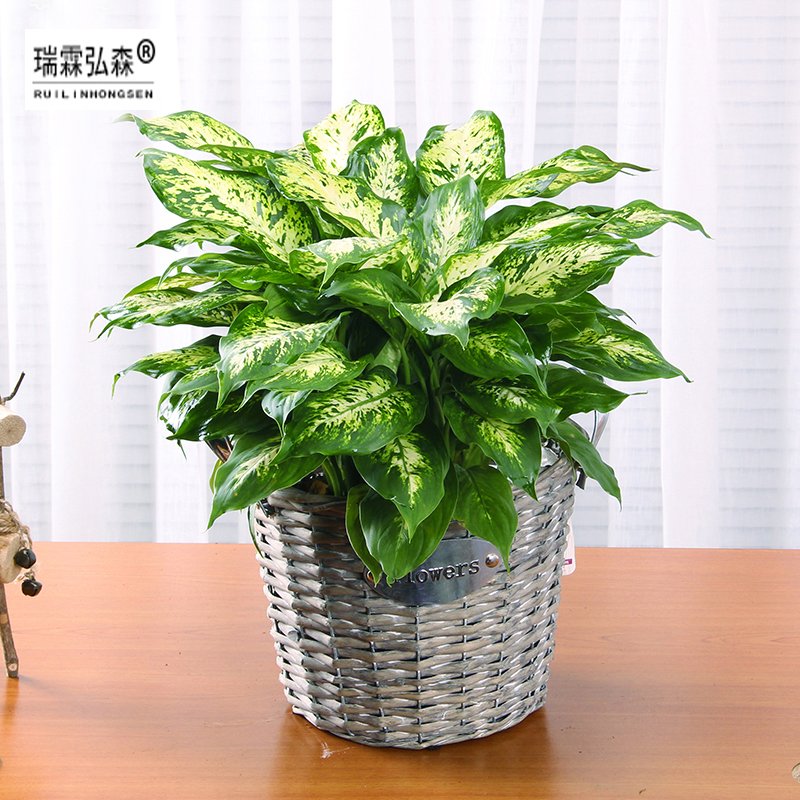 鲜花绿植