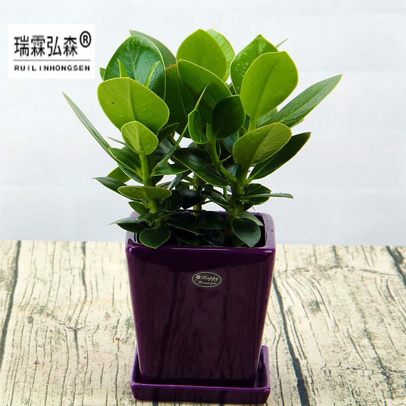 鲜花绿植
