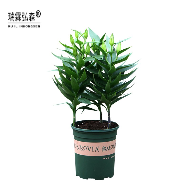 鲜花绿植