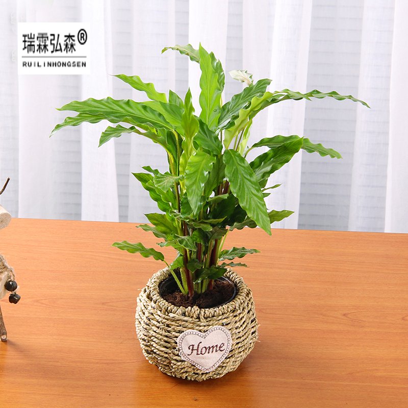 鲜花绿植