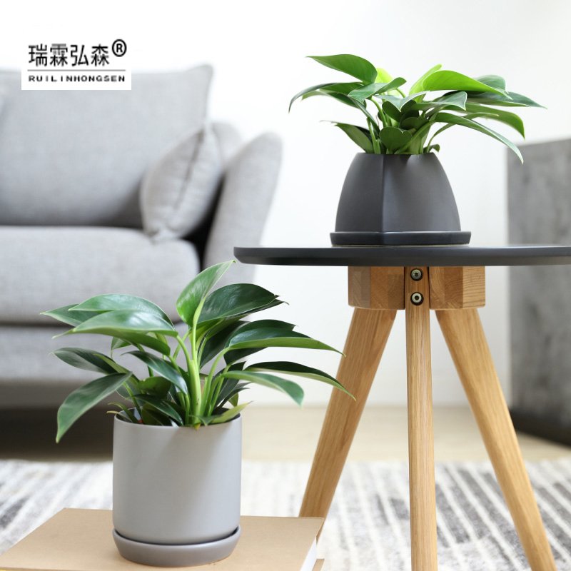 鲜花绿植