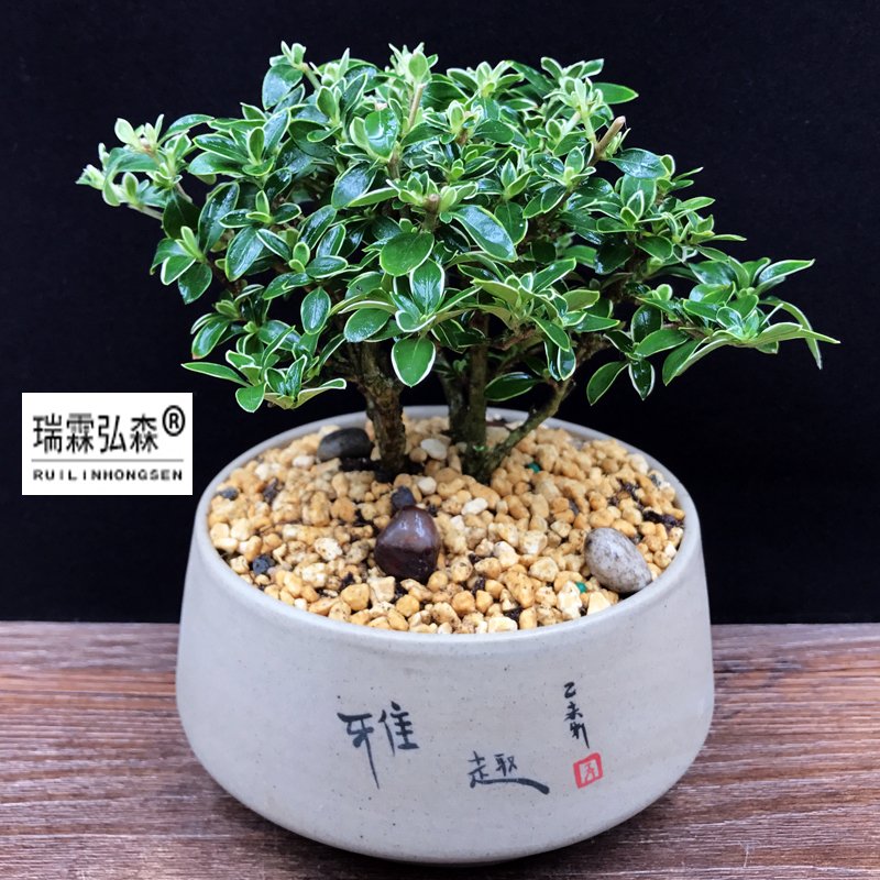 鲜花绿植
