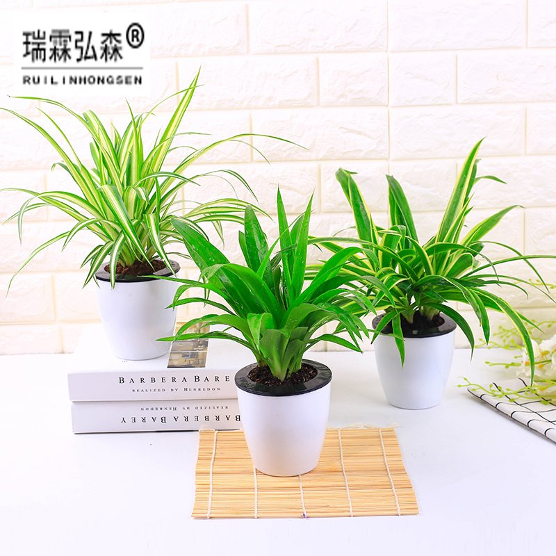 鲜花绿植