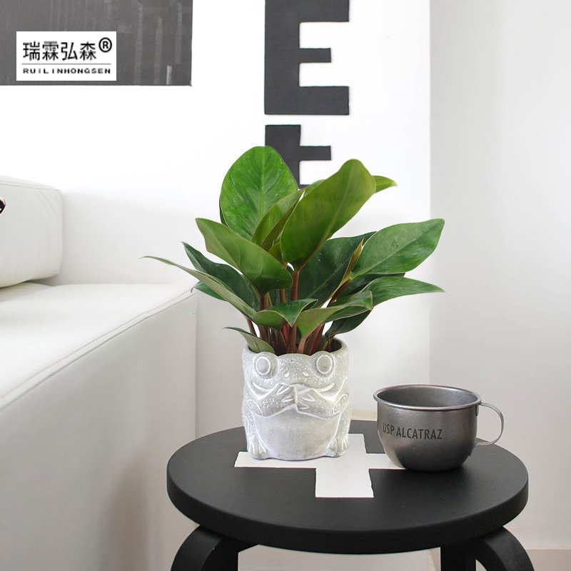 鲜花绿植