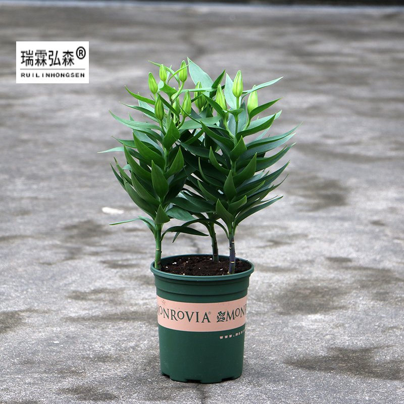 鲜花绿植