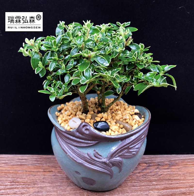 鲜花绿植