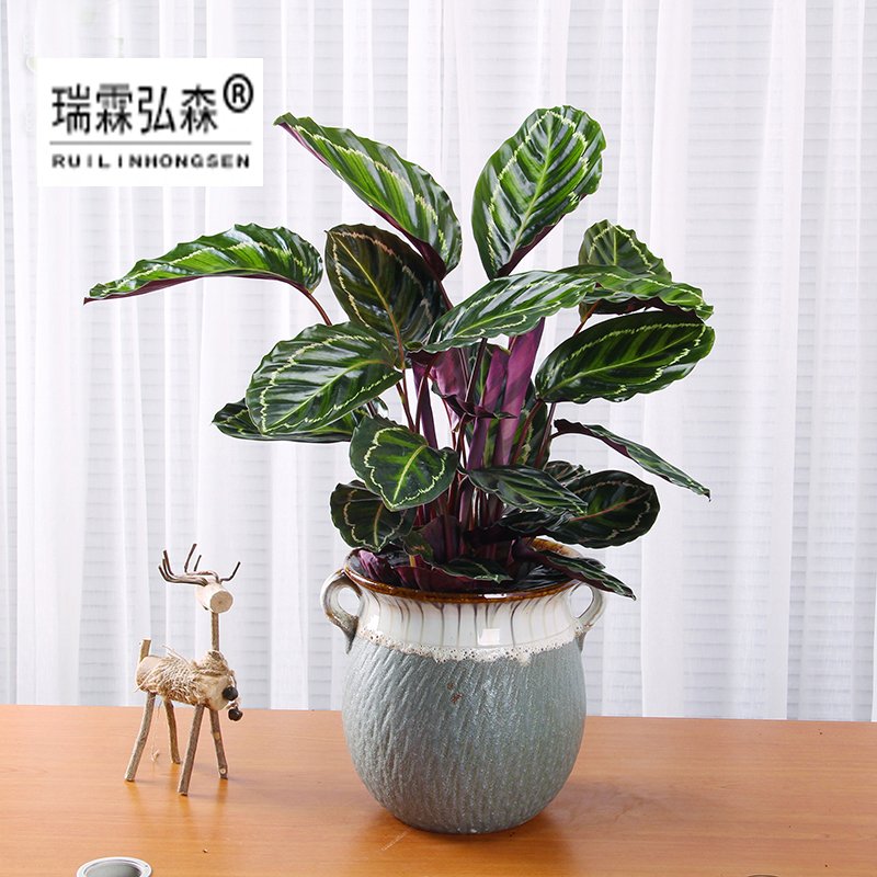 鲜花绿植