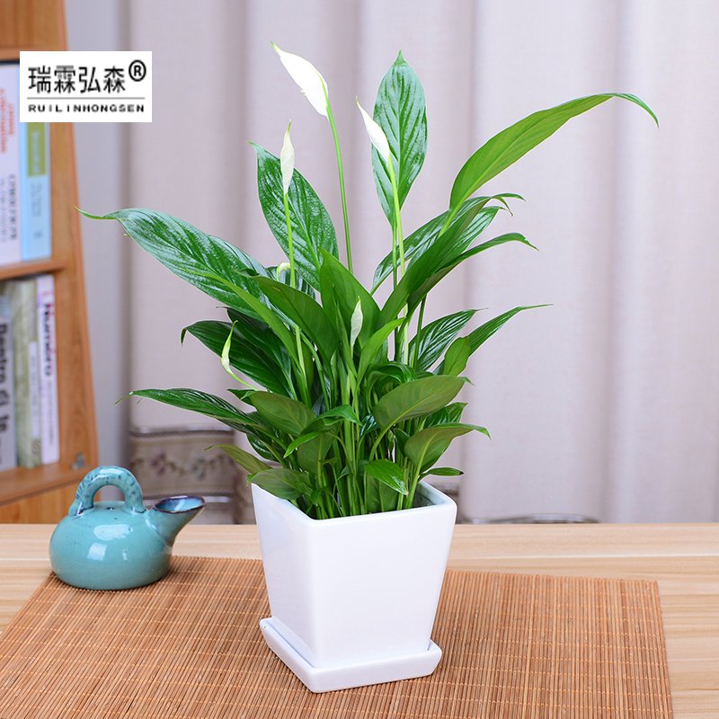 鲜花绿植