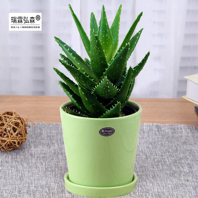 鲜花绿植