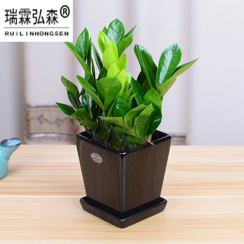 鲜花绿植