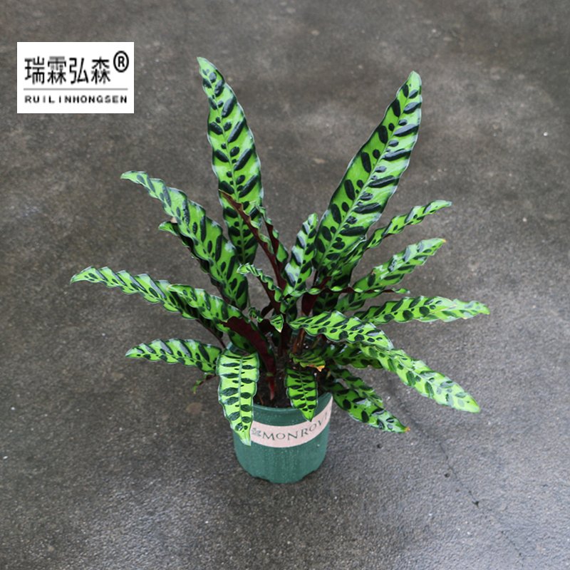 鲜花绿植