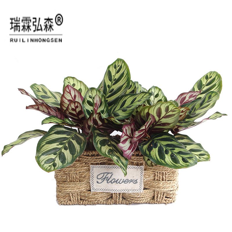 鲜花绿植