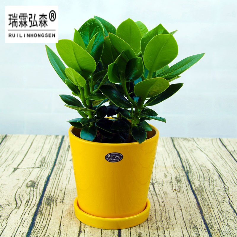 鲜花绿植