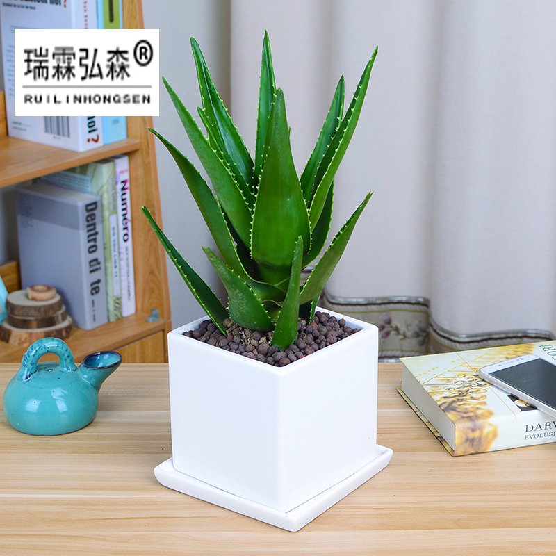 鲜花绿植
